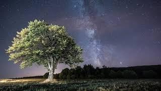 Plant Yourself Here Meditation by Rebecca Campbell