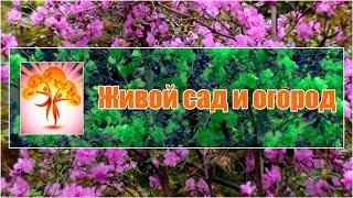 Живой сад и огород - ютуб канал о садоводстве и природном земледелии