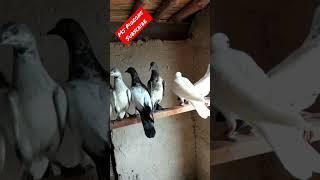 #shorts #top #lowflyer #pigeons #kabootar #ytshorts #mj