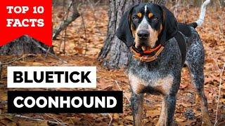 Bluetick Coonhound - Top 10 Facts