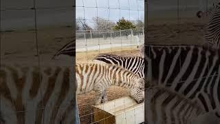 STRIPES   #zebra #africa #shortsfeed #shortsvideo #shortsviral #shortsyoutube #shorts #short