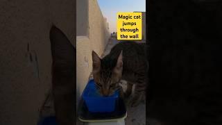 MICHAEL JACKSON - Homeless cat in Ras Al Khaimah, UAE #cat #cats #MichaelJackson #emirates #ae #UAE