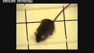 Mouse Model Before Reversal | Rett Syndrome Research Trust