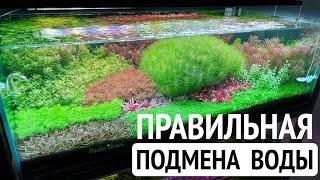 Подмены воды в аквариуме | Черная борода | Уход за аквариумом