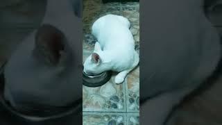 This is how my cat eats(cute white cat) #shortsvideo #cat