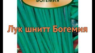 Лук шнитт Богемия (bogemiya)  шнитт лук Богемия обзор: как сажать, семена лука Богемия