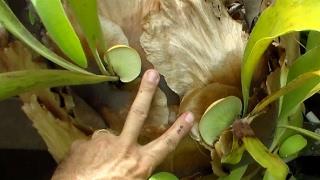 Propagate Staghorn Fern by Cutting