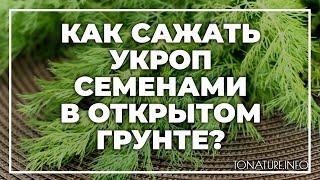 Как сажать укроп семенами в открытом грунте? | toNature.Info