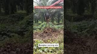 Membongkar sarang ular di tengah kebun sawit #viral #fyp #kebunsawit #shorts