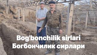 Ер хосилдорлигини ошириш Yer hosildorligini oshirish Bog'bonchilik sirlari Богбончилик сирлари