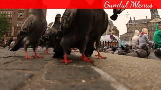 Compilation Funny Pigeon Video