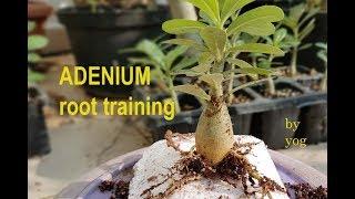 ADENIUM root training from seedlings