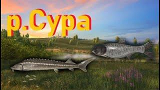 р. Сура - Где Ловить и что Клюет ? РР4