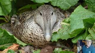 Eider Duck Day: Paul Morrison on the Eiders of Northumberland