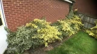 Big hedge reduction and heavy cut back on shrubs