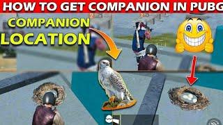 HOW TO GET COMPANION IN PUBG MOBILE | COMPANION EAGLE IN PUBG MOBILE ? |SECRET LOCATION OF EAGLE.