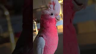 KiT WoN'T LiSTeN To MoM | GRoWiNG UP A HaNDSoMe SiBLiNG#talkinggalah#talkingparrot