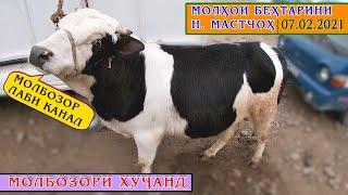 Молбозор. Лаби канал (Молҳои Мастчоҳ) #Молбозор #МолбозориХуҷанд #Таджикистан #Худжанд