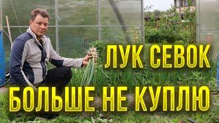 Хватит покупать дорогущий севок   из семян вырастает не хуже