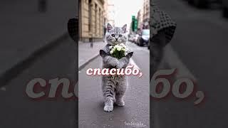 Милые котики. Эти цветы для тебя!