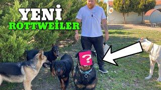 Yeni Köpek Rottweiler BLACK DİABLO’YA EŞ ALDIM!