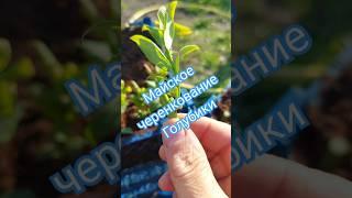 Черенкование голубики в мае. #голубика #сад #garden #огород #дача #черенкование