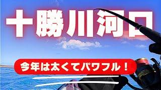 【開幕アメマスダービー(個人的)】十勝川河口でぶち曲がるロッド…今年の海アメは太くてパワフル！目指せ70up！