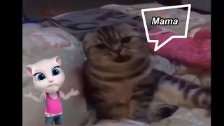 Meet REAL TALKING TOM (REAL CAT)#funny cats #funny dogs