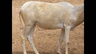 Cool Addax Antelope