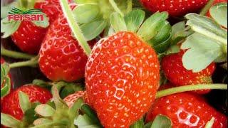 Growing Strawberries with Newport-Fersan (Jamaica) Ltd