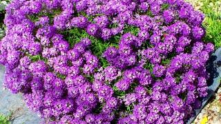 flowers without seedlings sowing directly into the ground