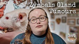 Zymbals Gland Tumours | Rat Health Issues🩺