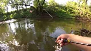 Крупный голавль малой реки. Large chub of small rivers.