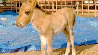 Say Welcome to New Born Pony Horse at SR Breeding Farm | Pony Horse | MashAllah