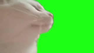 Cat Dancing with music Green Screen 1080p Meme Template #catmeme #shorts