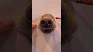 I sketched the most realistic dog picture you will see! #dog #goldenretriever