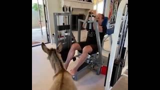 Arnold schwarzenegger trains with his donkey lulu 