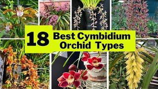 18 Best Cymbidium Orchid Varieties | Beautiful Large, Showy Indoor Flower Types |@SwaroopaDiaries14