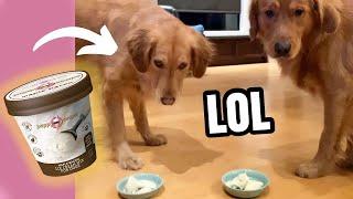 My dogs try Maple Bacon Ice Cream! Puppy Scoops