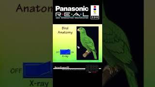 Shelley Duvall's It's A Bird's Life #Panasonic #3DO #retrofun #retrogames #VideoMuseum #shorts #foll