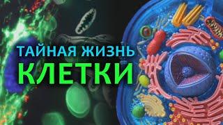 Тайная жизнь клетки. СТРОЕНИЕ КЛЕТКИ. Как устроена клетка человека.