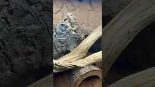 Bearded Dragon Enclosure. #youtubeshorts #shorts what do you think?
