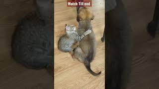 Puppy and Kitten Grow Up Together As 'Best Friends' in Heartwarming Video #shorts  #kitten #puppy