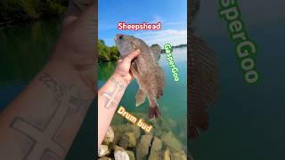 Mangy little drum bud #sheepshead #fishinglife #freshwaterfish #fishingaddict #catchandrelease