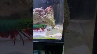 Round 1 Fighting Mantis shrimp Vs. crab #mantisshrimp #ocean #animal