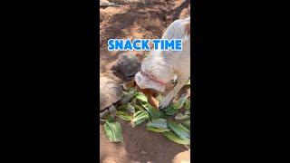 Turtles, Treats  a Hungry Pup  #shorts