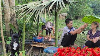 The Orphan Boy - Picking beans to sell and cutting bamboo to build a roof to cover the water tank