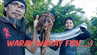 Boronggan Samar Spearfishing Adventure ; Grouper Trevally, Barracuda, Surgeons, Unicorns