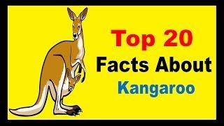 Kangaroo - facts