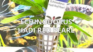 Echinodorus Hadi Red Pearl